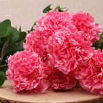 Carnation Bush - Great Useful Things