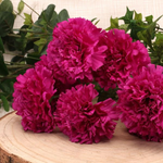 Carnation Bush - Great Useful Things