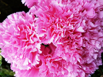 Natural Faux Carnation Bush - Great Useful Things