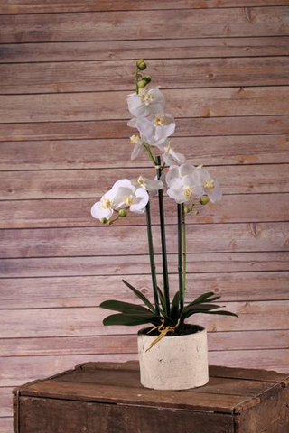 Faux Orchid - White Phalaenopsis Spray (23 in) - Great Useful Things