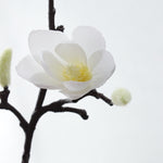 Magnolia Branch - Silk - Great Useful Things